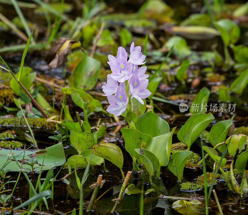 柬埔寨:Banteay Srei庙的水草